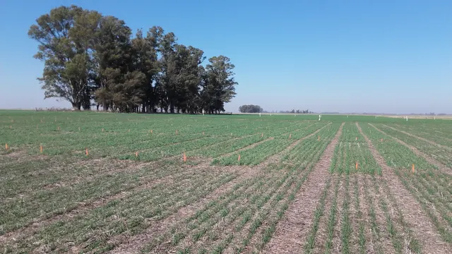 Parcelas de un ensayo agrícola a campo realizado por IDAgro
