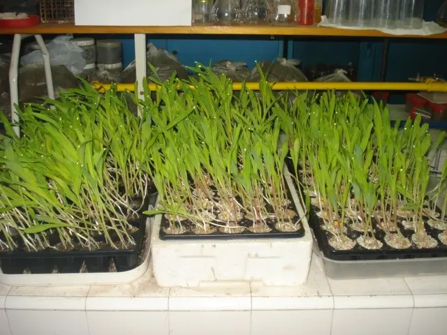 Plántulas preparadas para su evaluación en laboratorio